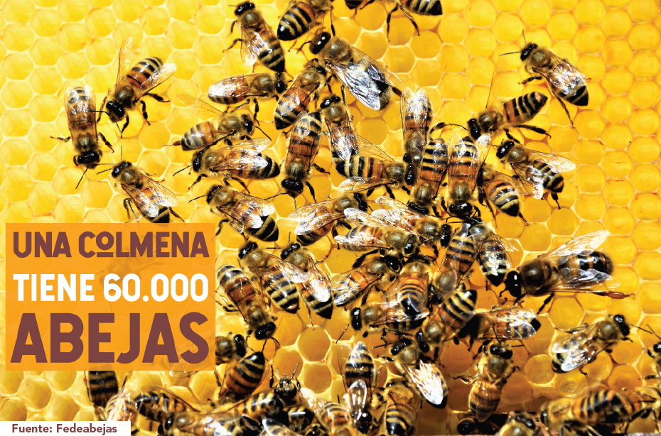 El Número de Abejas en Colombia crece día a dia Abejas en la