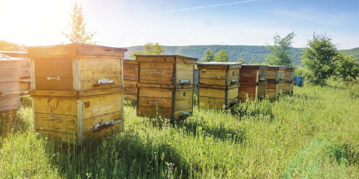 Las-abejas-en-la-elite-de-los-animales-capaces-de-comprender-conceptos-complejos Importancia de las abejas