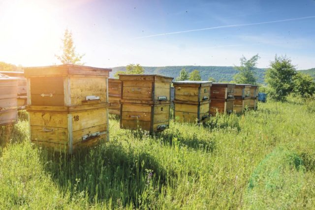 Las-abejas-en-la-elite-de-los-animales-capaces-de-comprender-conceptos-complejos Importancia de las abejas
