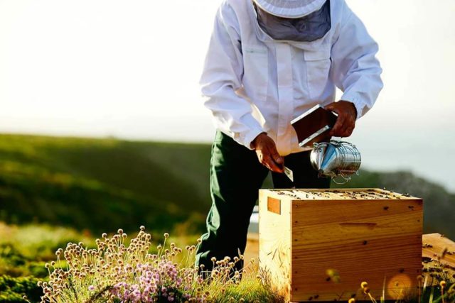 Las-abejas-desamparadas-ante-el-cambio-climatico Importancia de las abejas