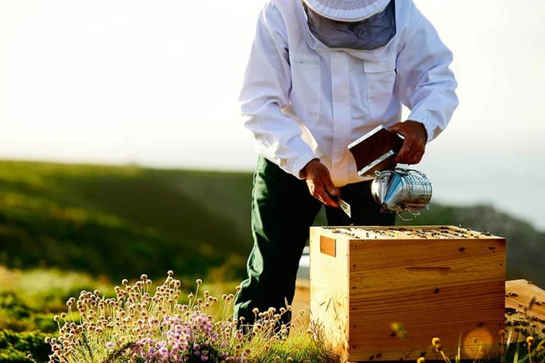 Importancia de las abejas