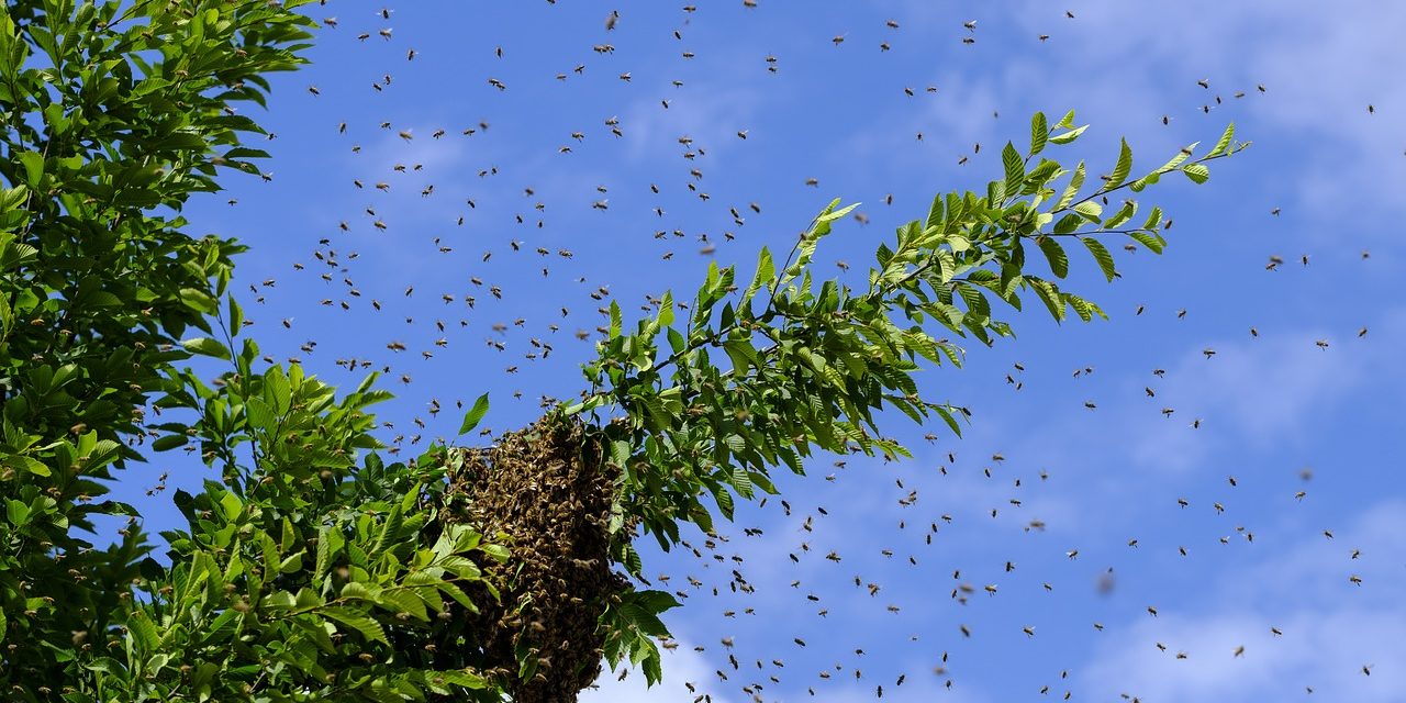 insect-3493246_1280 Abejas en la Agricultura - Panal
