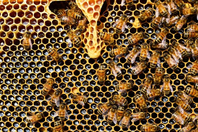 queen-cup-honeycomb-honey-bee-new-queen-rearing-compartment-56876 (1) Abejas en la Agricultura - Panal