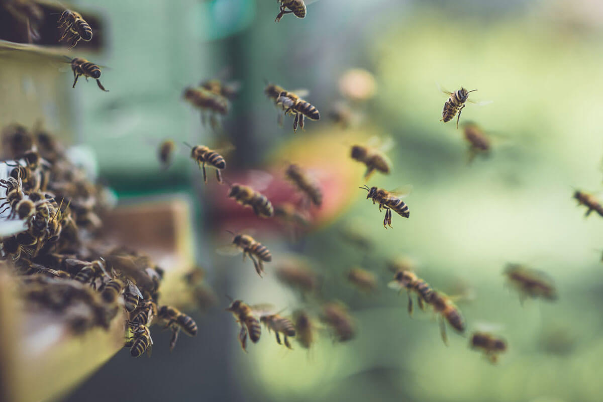 Radican proyecto que busca ser salvavidas para las abejas de Colombia