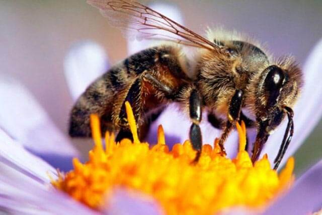 El-20-de-mayo-sera-el-Dia-Mundial-de-la-Abeja Polinización de abejas