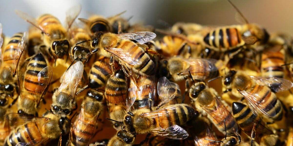 Las-abejas-producirán-3.893-toneladas-de-miel-en-el-pais-en-2018 Abejas en la Agricultura