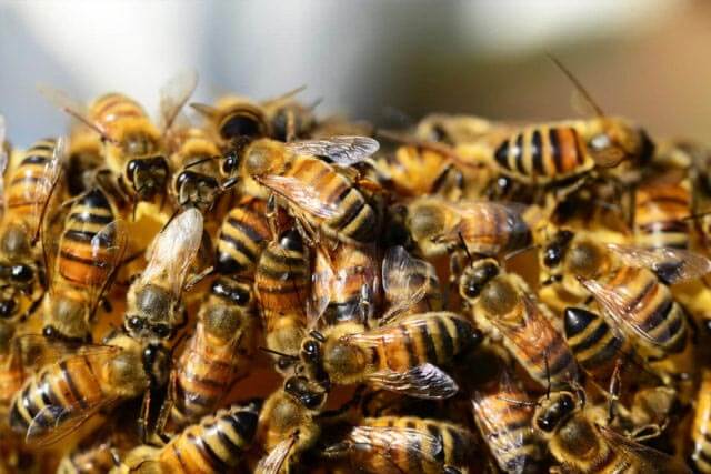 Las-abejas-producirán-3.893-toneladas-de-miel-en-el-pais-en-2018 Abejas en la Agricultura