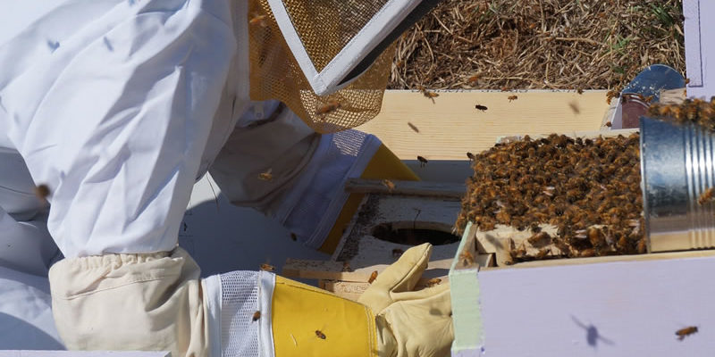 blog-apiculturacolombia