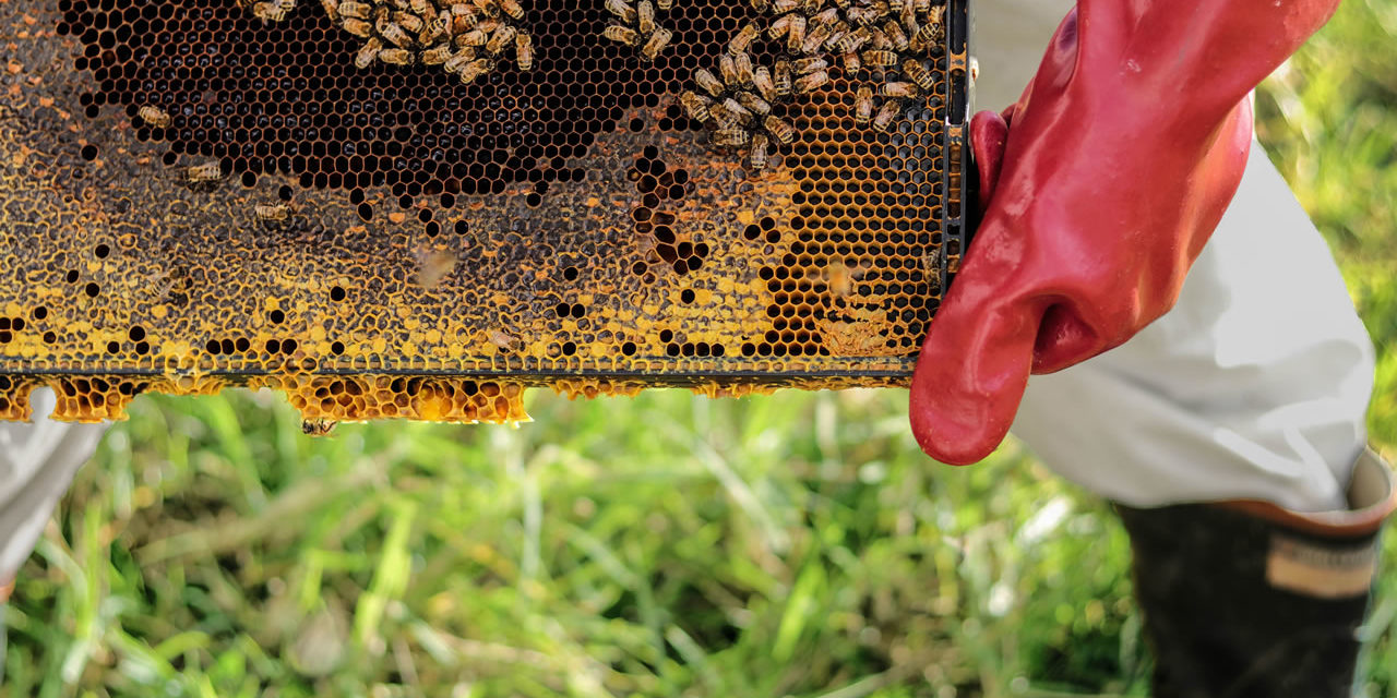 La Dulce Visión De La Apicultura En Colombia Abejas En La Agricultura