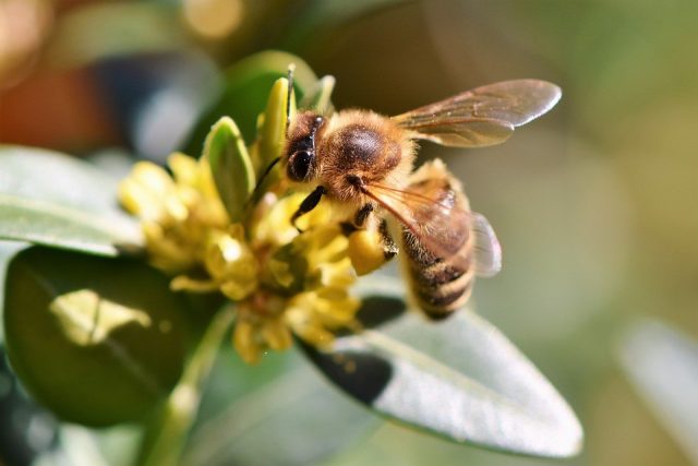 abejas y cafe