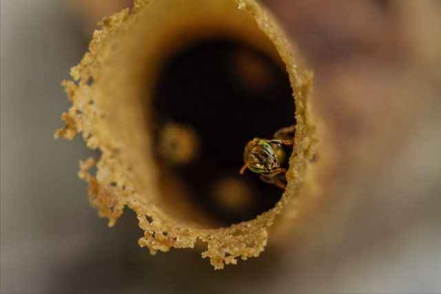 Abejas-02-1024×682