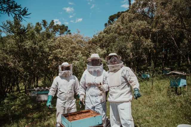 Colmenas de abejas en Colombia crecen, pero el peligro se mantiene - Abejas  en la agricultura