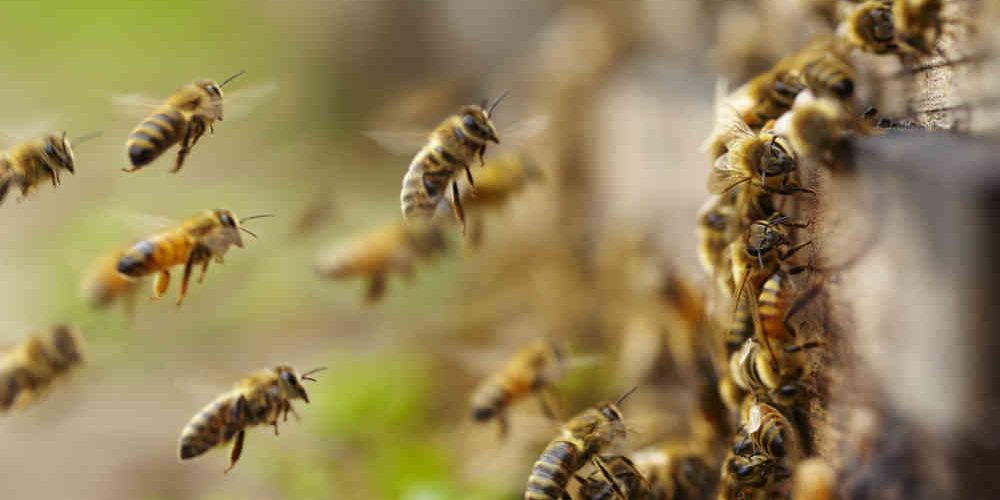 Colmenas de abejas en Colombia crecen, pero el peligro se mantiene - Abejas  en la agricultura