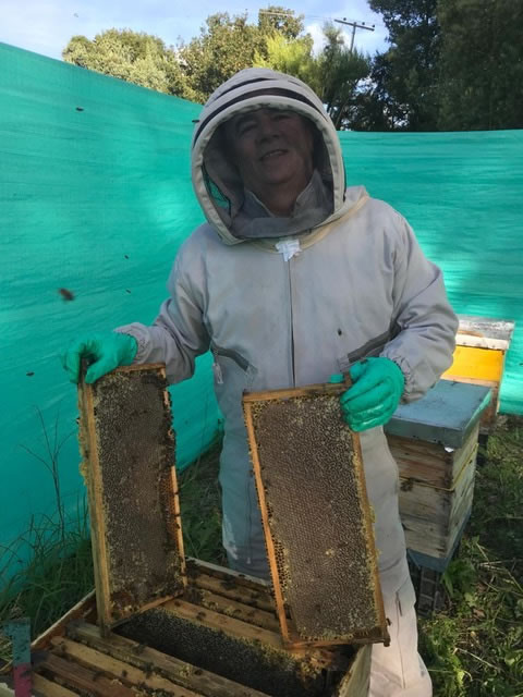 Más de 100 enjambres de colmenas de abejas intoxicadas por agro tóxicos en  el Huila