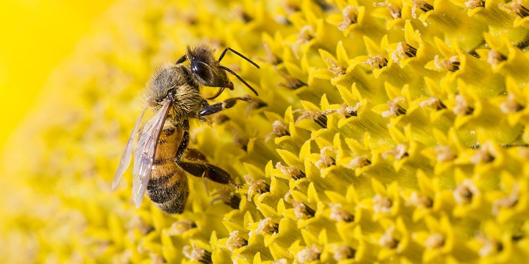 Ley fomento apicola colo