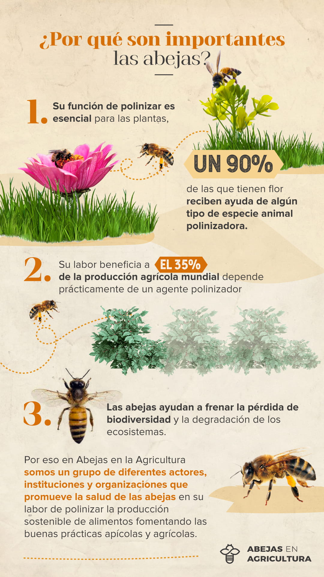 Infografía abejas