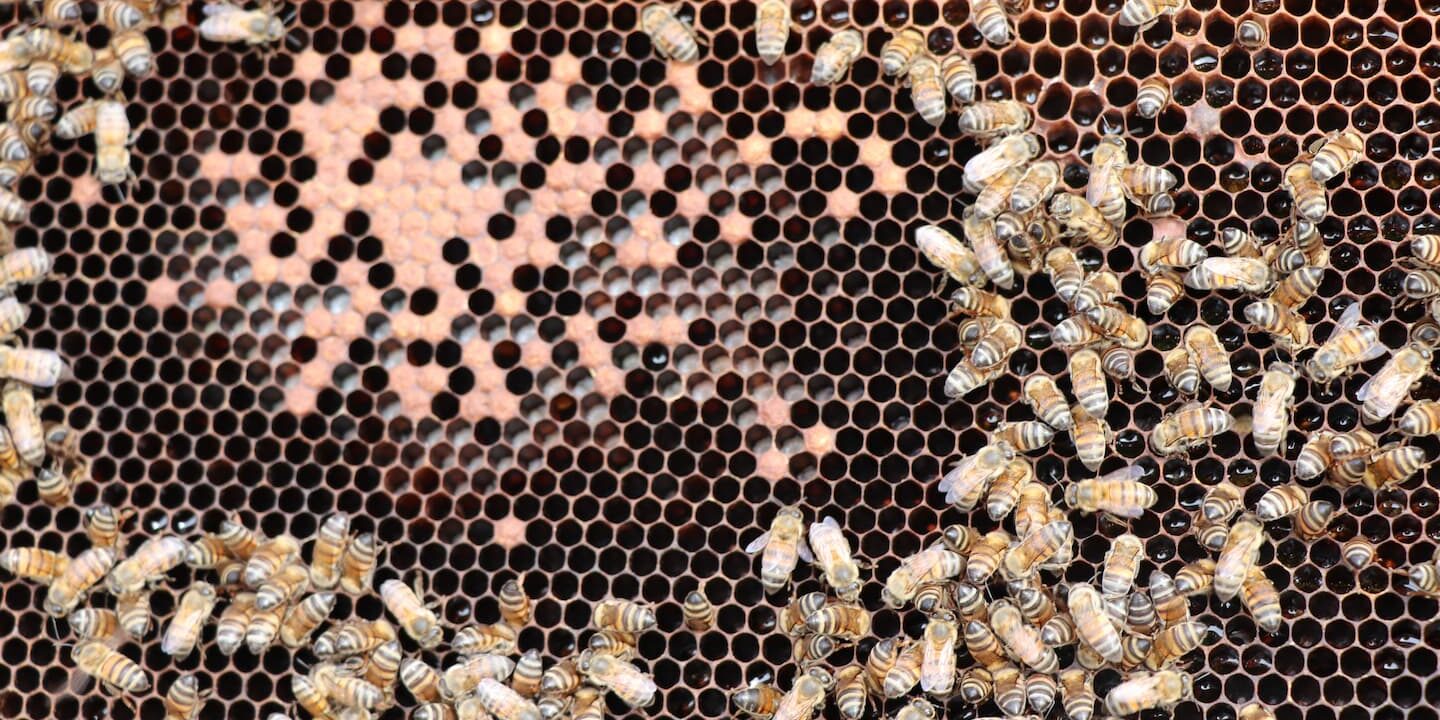 ¿por Qué Son Importantes Las Abejas Abejas En Agricultura 