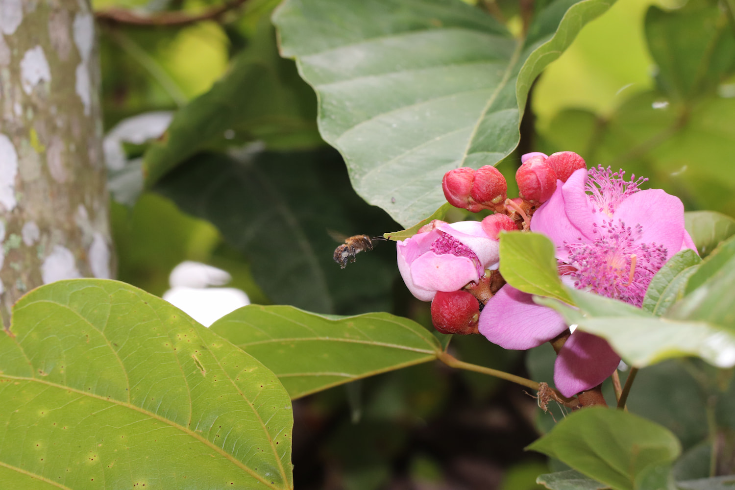abeja