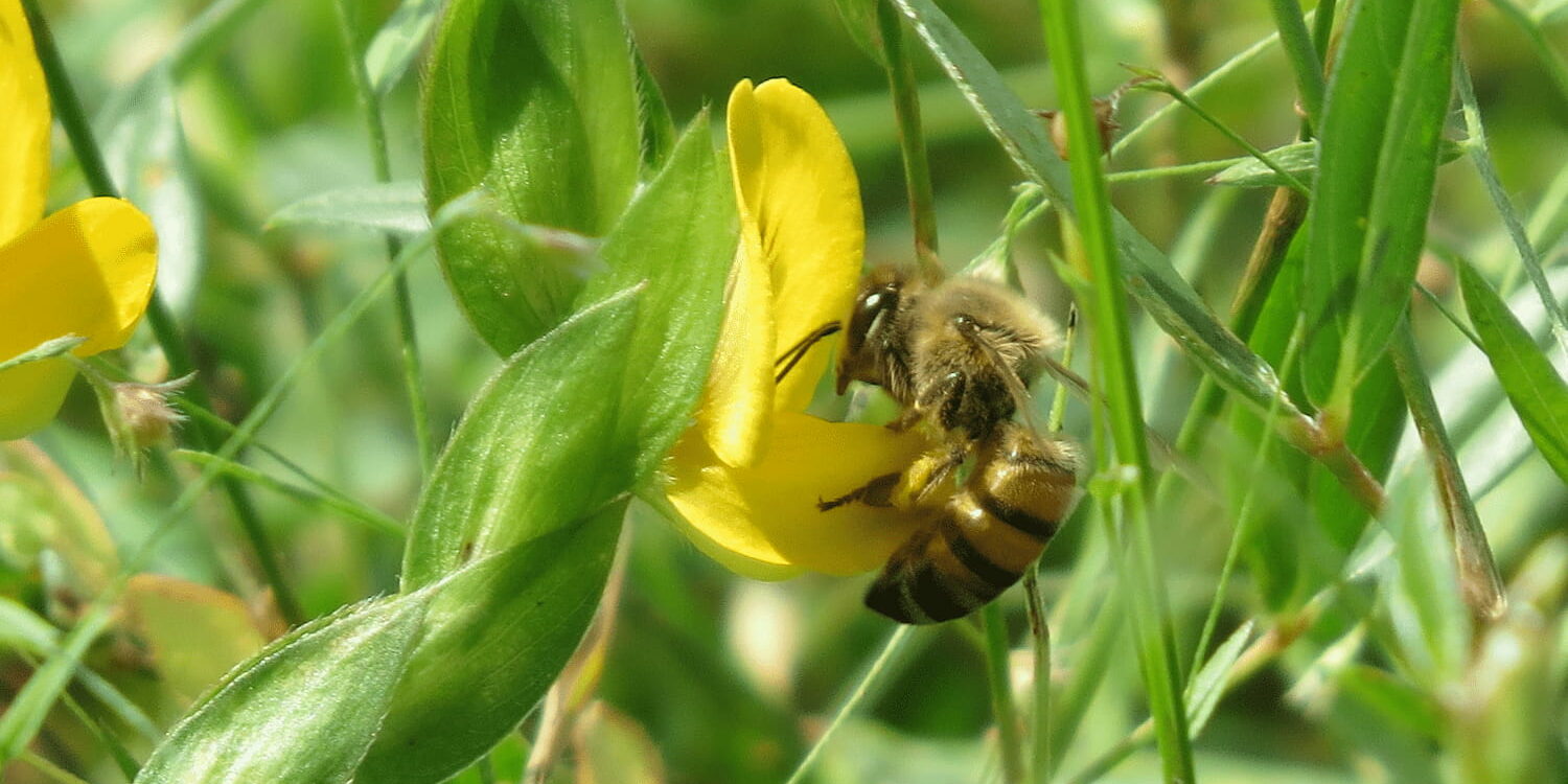 abeja