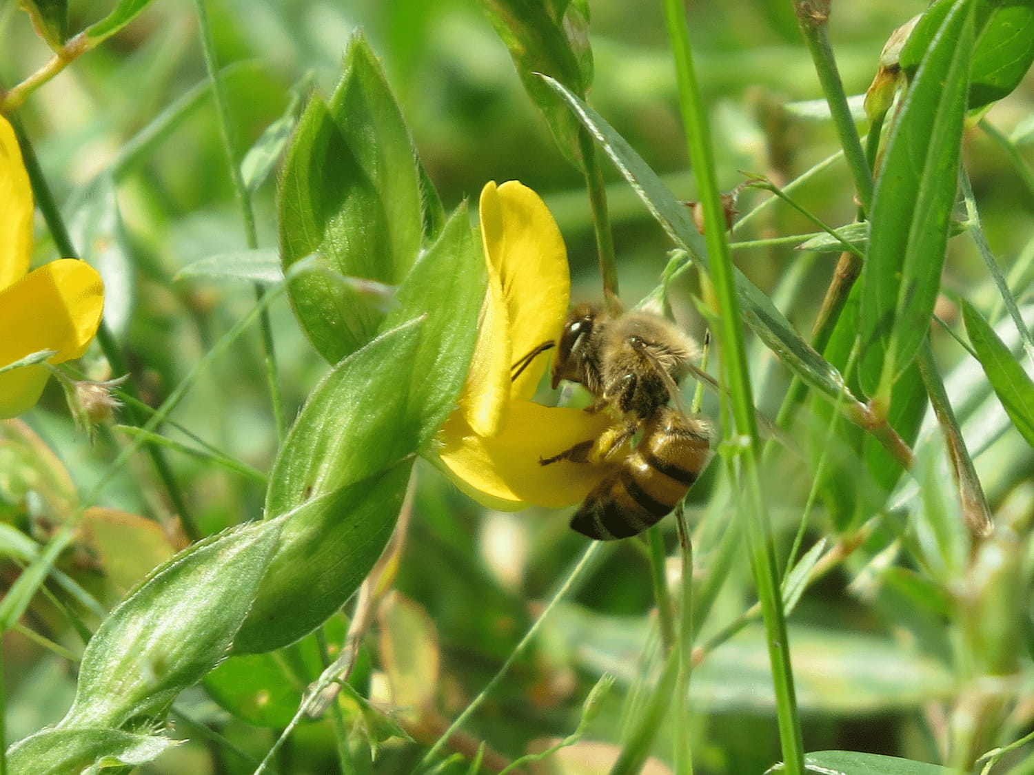 abeja