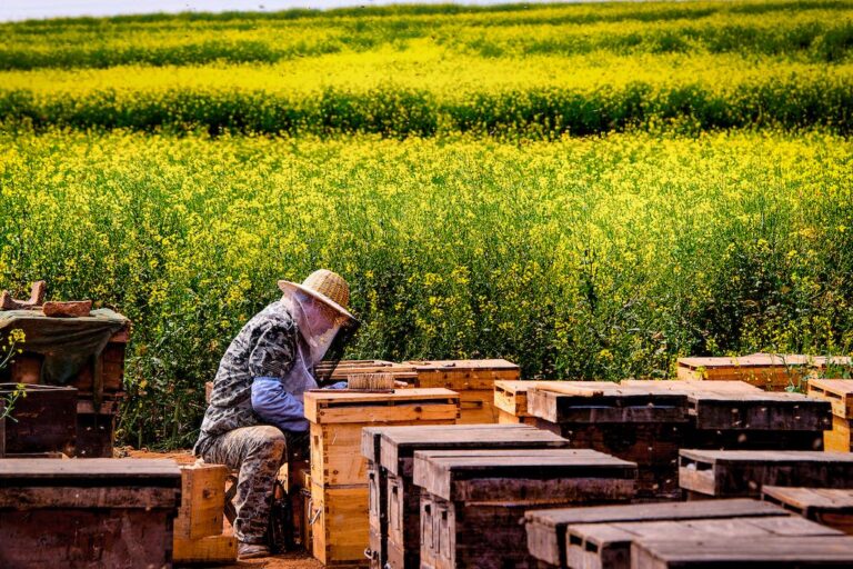 Apicultura y agricultura