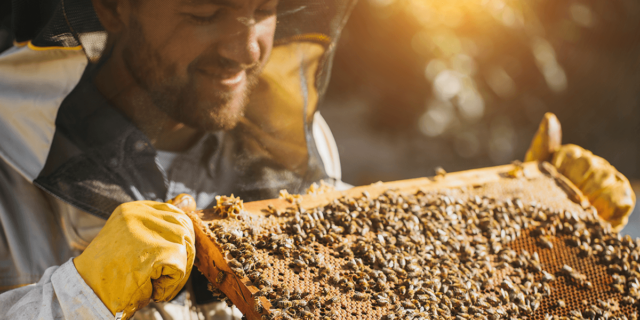 blog-Abejas-1200×600 (1)