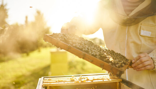 Bee keeper