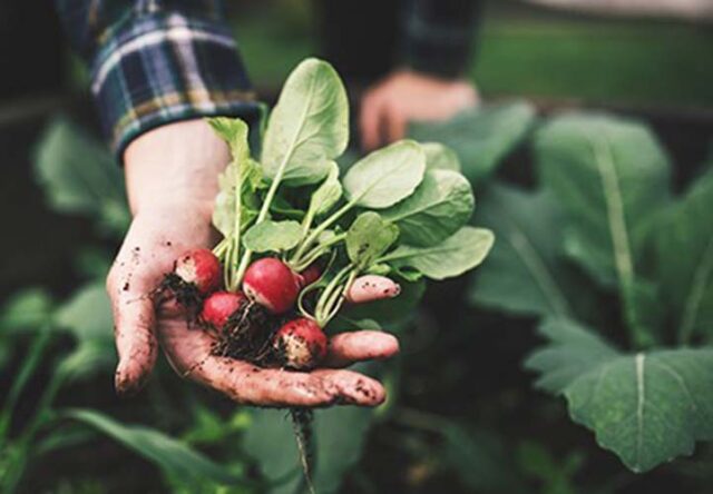 GARANTIZAR-LA-SEGURIDAD-DE-LOS-ALIMENTOS-DEL-CAMPO-A-LA-MESA- (1)