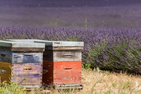 Cop 16, Abejas en agricultura